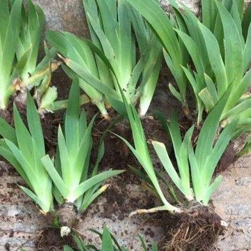 法国鸢尾花繁殖及栽培管理