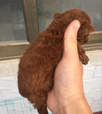 怎么训练满月小泰迪