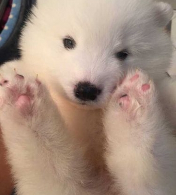 萨摩幼犬太皮了总爱咬东西