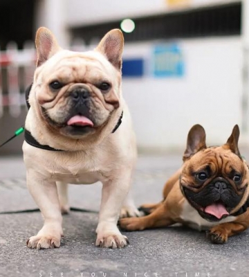 法斗幼犬训练