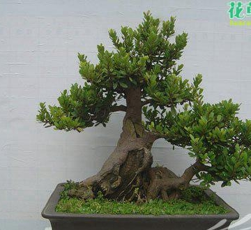 盆景栽培技术与制作方法