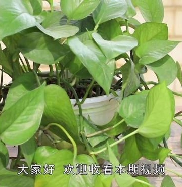绿萝移栽后的注意事项
