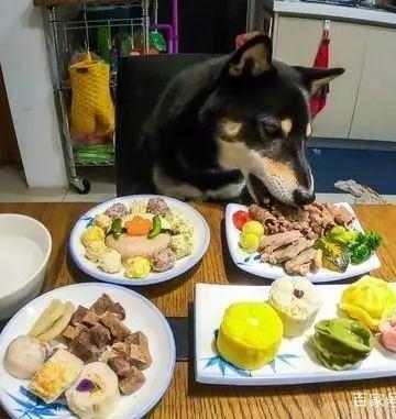 怎样训练狗吃饭菜