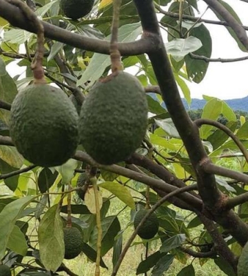 牛油果怎么栽培