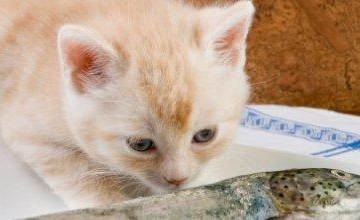 猫为啥突然不吃东西是什么原因