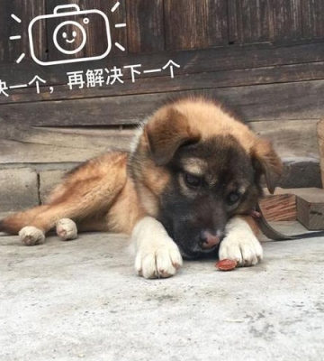土狗倒地无力不吃东西