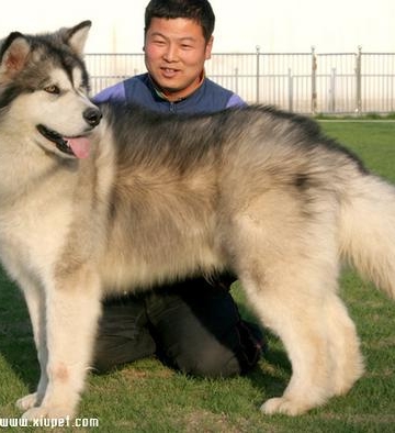 训练阿拉斯加犬视频