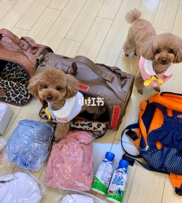 带狗狗旅游需要带什么东西