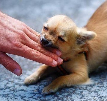 如何让幼犬不咬东西