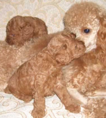 贵宾犬10天不吃东西了