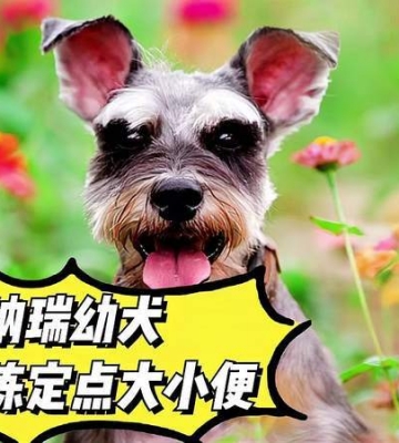 怎么训练雪纳瑞不叫