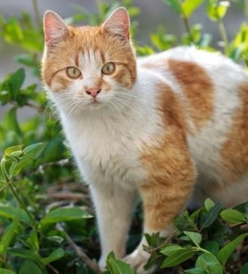 捡猫回家需要注意什么东西