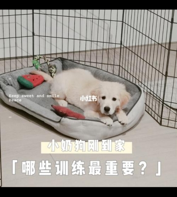 幼犬到家先训练什么