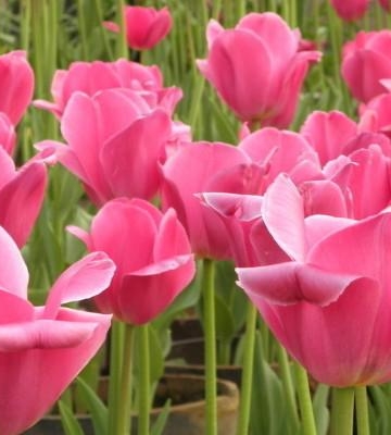 郁金香花如何栽培