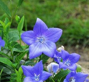 桔梗花栽培