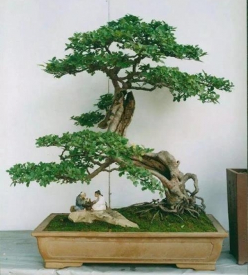 盆景栽培和养护方案