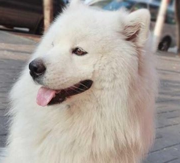 萨摩耶犬怎么训练大小便