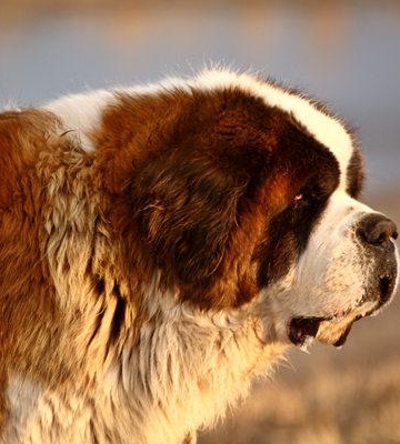 圣伯纳犬怎么训练