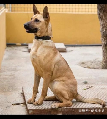 怎么训练狗狗蹲着