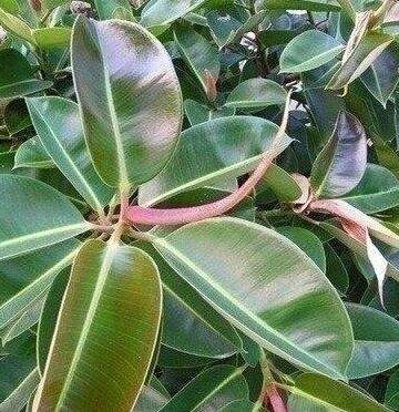 橡皮树的养殖方法图片