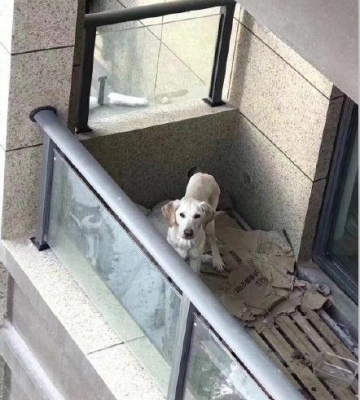 如何训练狗狗睡阳台
