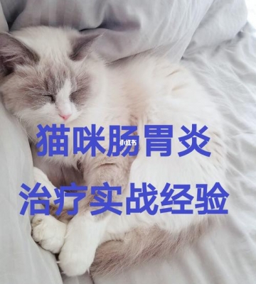 猫不吃东西 肠胃炎