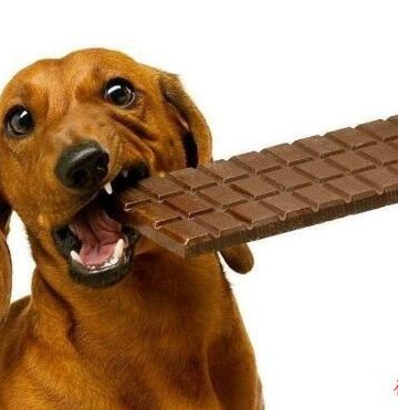 狗怀孕不能吃什么东西