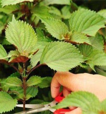 紫苏栽培繁殖法