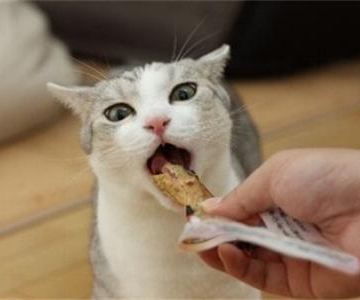 怎么不让猫咪乱咬东西怎么办