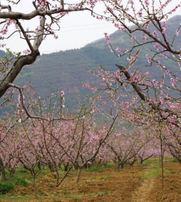 桃花栽培
