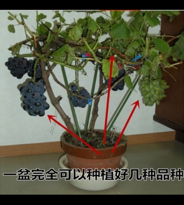 阳台葡萄树栽培技术