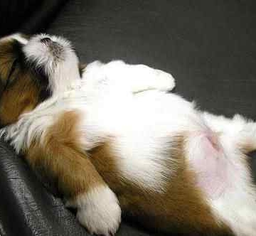 怎么训练松狮犬