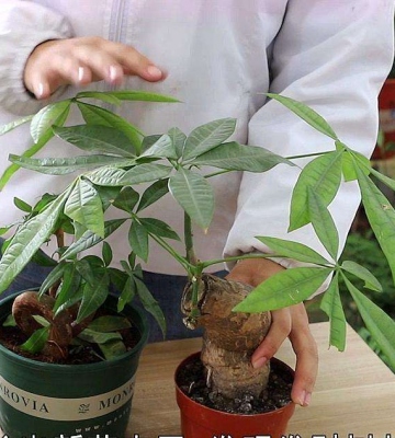 发财树换盆后注意事项