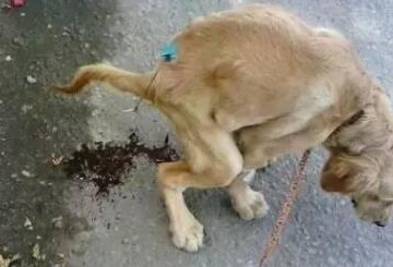 狗狗拉稀但是吃东西怎么办