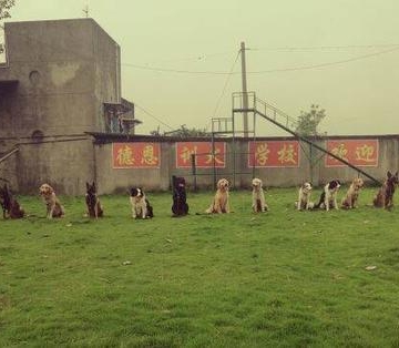 成都宠物狗训练基地