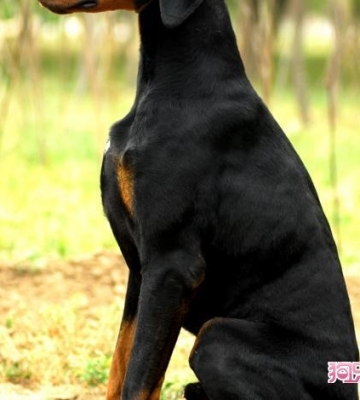 怎样训练杜宾犬便便