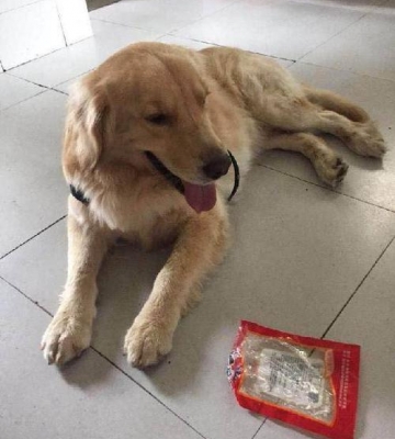 金毛爱偷吃东西怎么办