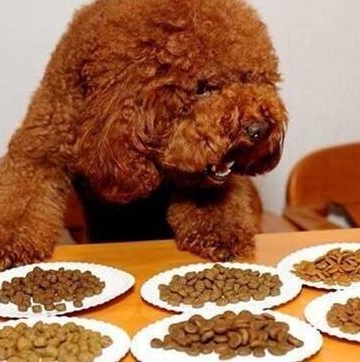 泰迪狗一天吃多少东西怎么办
