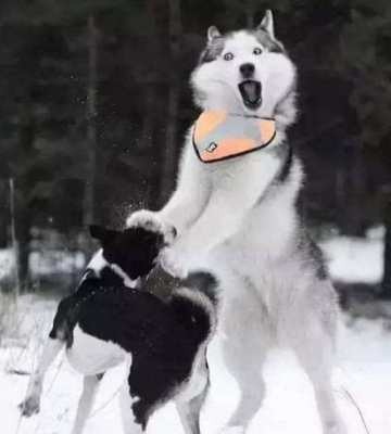 哈士奇训练成警犬