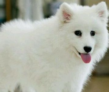 如何训练银狐