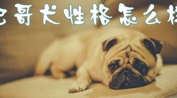 巴哥狗怎么训练