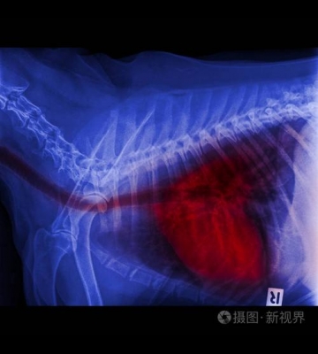 狗狗气管卡东西怎么办