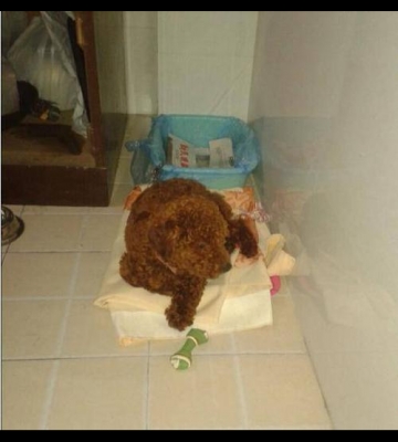 怎么训练狗上厕所视频