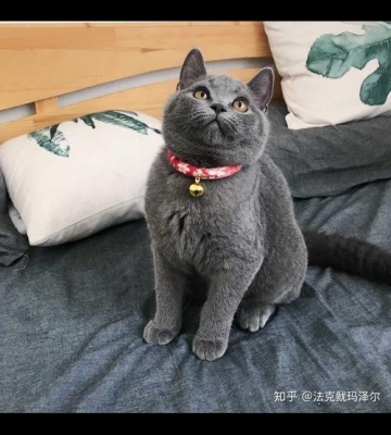 如何训练英短蓝猫握手