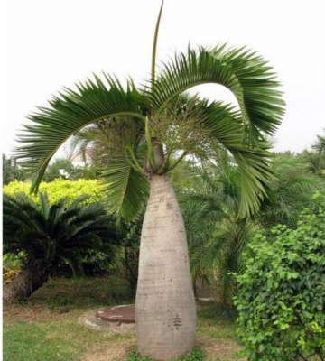 棕榈科植物栽培需要何种环境条件