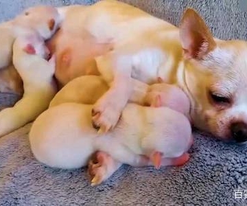 狗狗生宝宝之后要注意什么东西