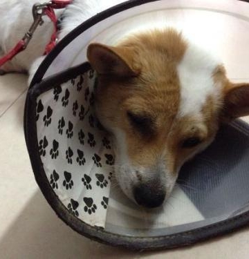 狗做完手术应该注意什么东西不能吃