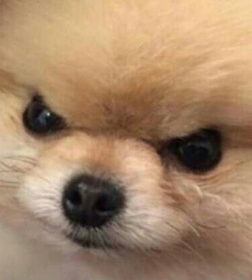 如何训练狗狗生气表情