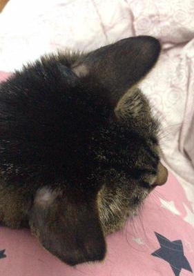 猫咪耳朵痒会有黑色东西怎么办