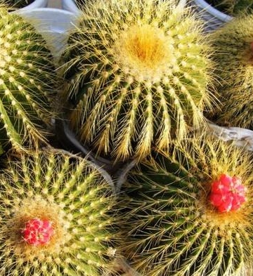 球形仙人球栽培方法